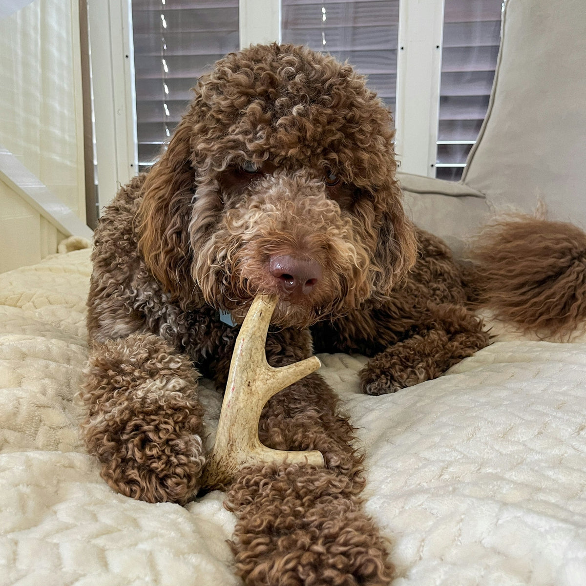 Deer Antler Dog Chew product image 13