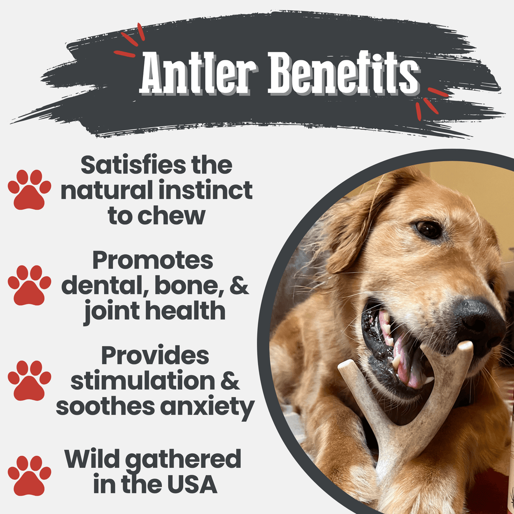 Deer Antler Dog Chew product image 15