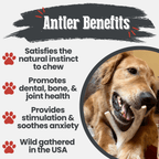 Deer Antler Dog Chew product image 15