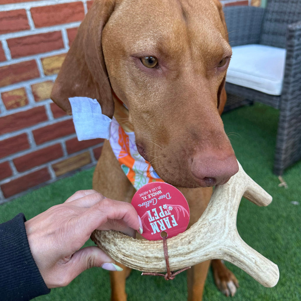Deer Antler Dog Chew product image 19