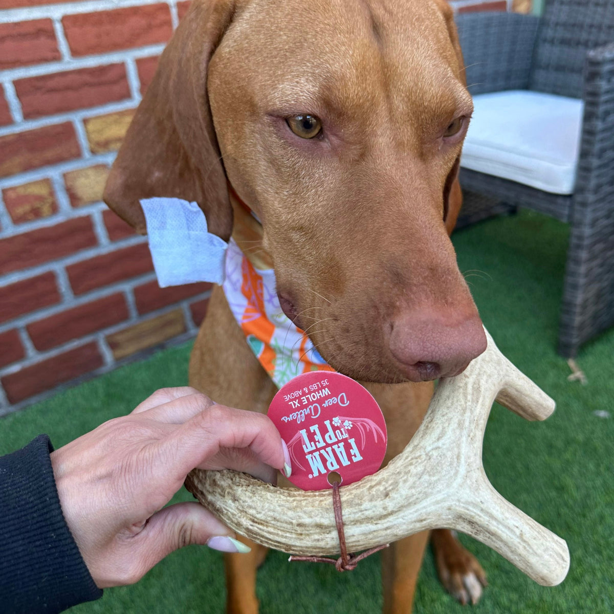 Deer Antler Dog Chew product image 19