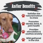 Deer Antler Dog Chew product image 21