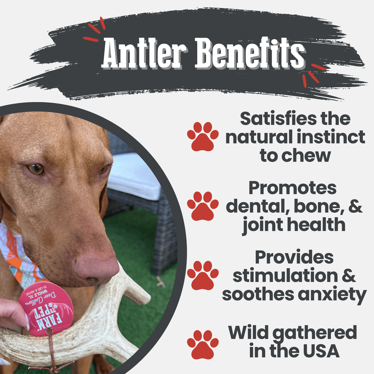 Deer Antler Dog Chew product image 21