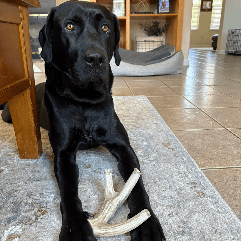 Deer Antler Dog Chew product image 23