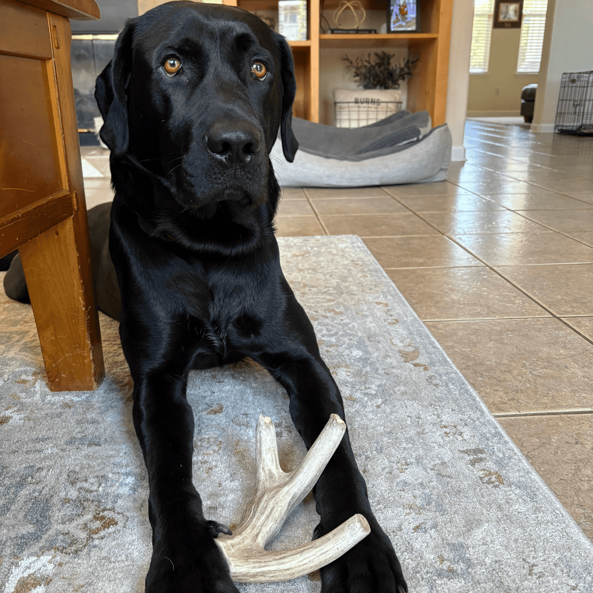 Deer Antler Dog Chew product image 23