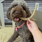Deer Antler Dog Chew product image 24