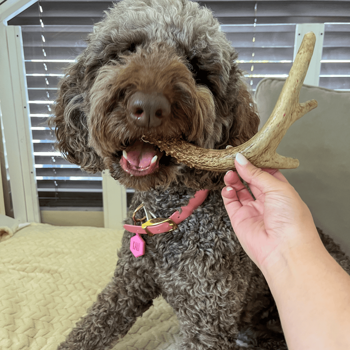 Deer Antler Dog Chew product image 24