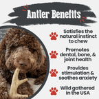 Deer Antler Dog Chew product image 26