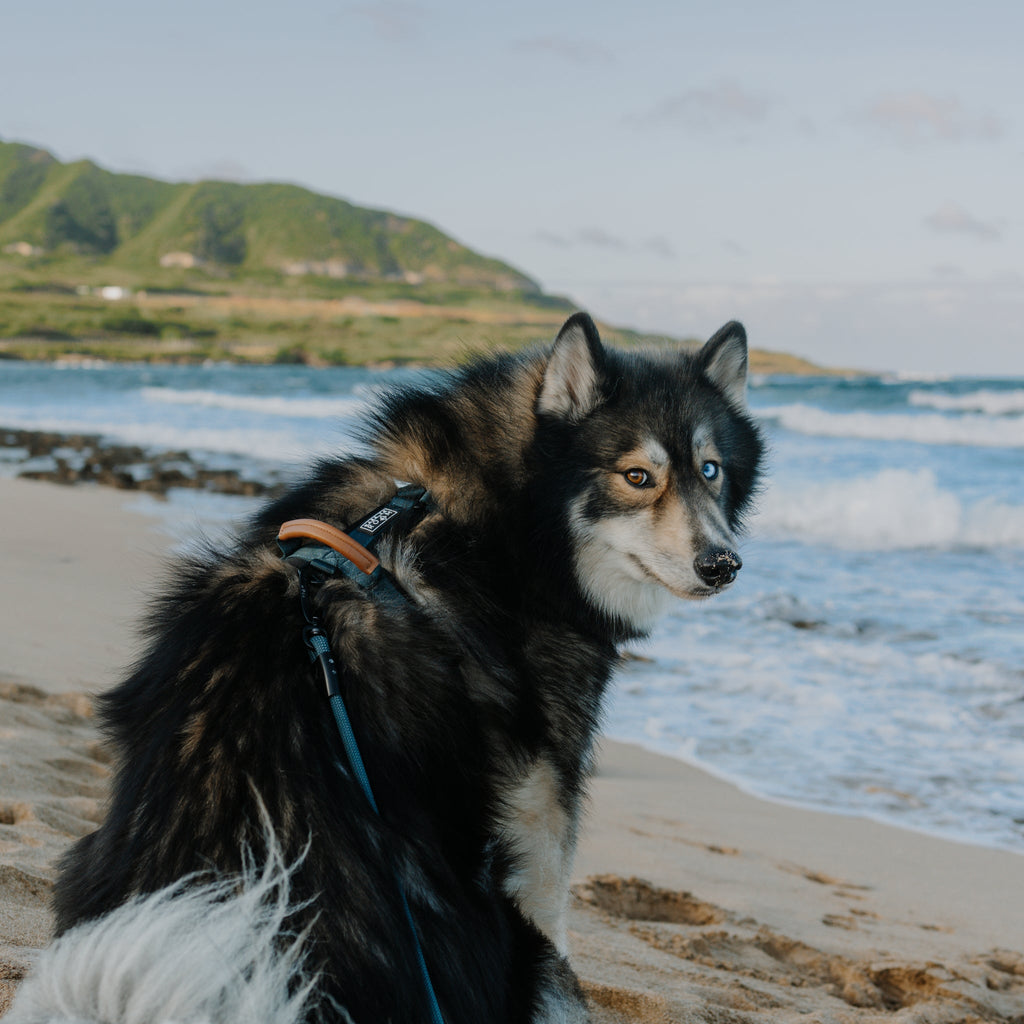 Pet Harness product image 17