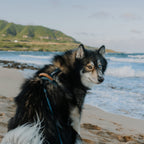 Pet Harness product image 17