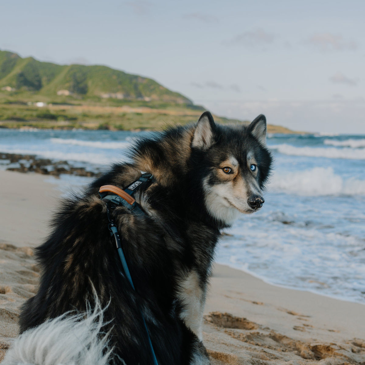Pet Harness product image 17