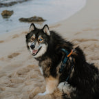 Pet Harness product image 18