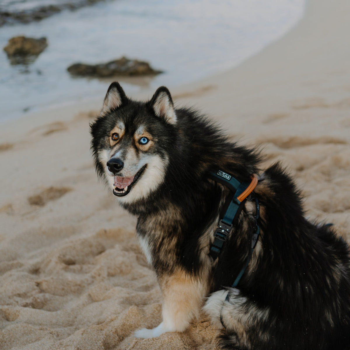 Pet Harness product image 18