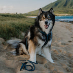 Pet Harness product image 19