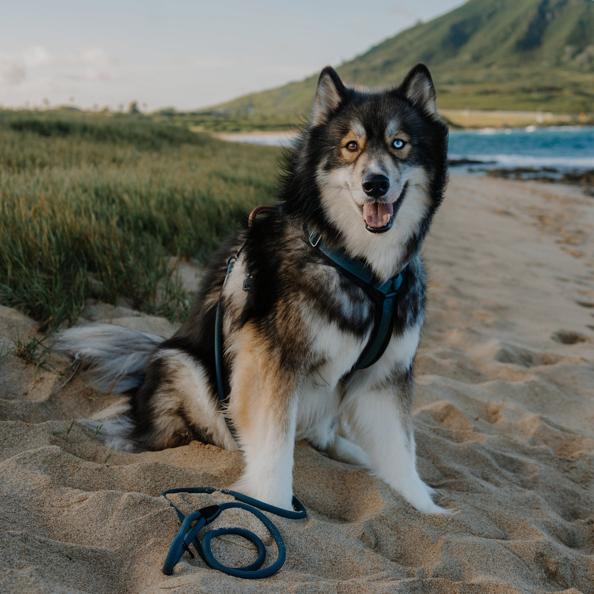 Pet Harness product image 19