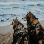 Pet Harness product image 20