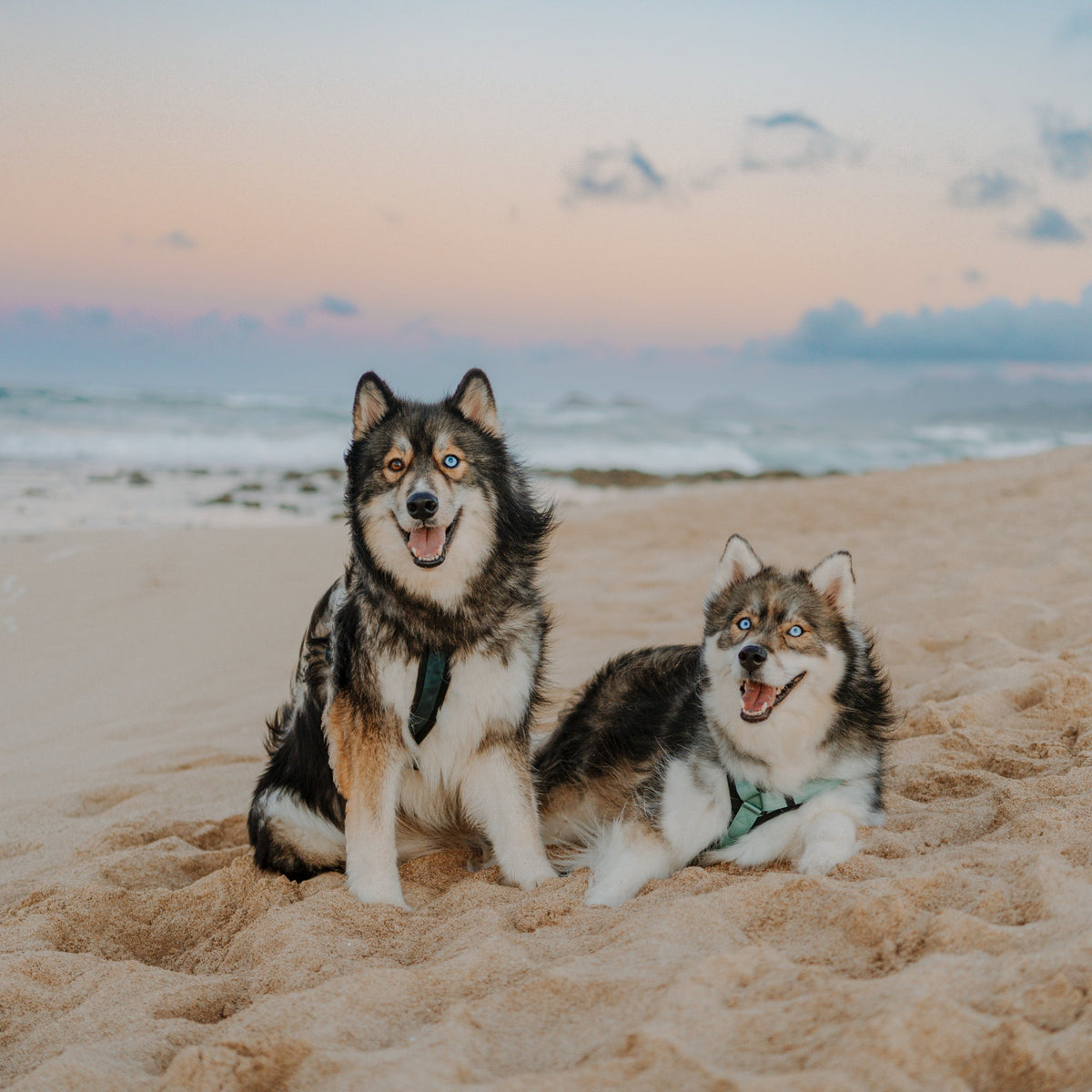 Pet Harness product image 21
