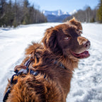 Pet Harness product image 22