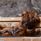 Pet Harness product image 23