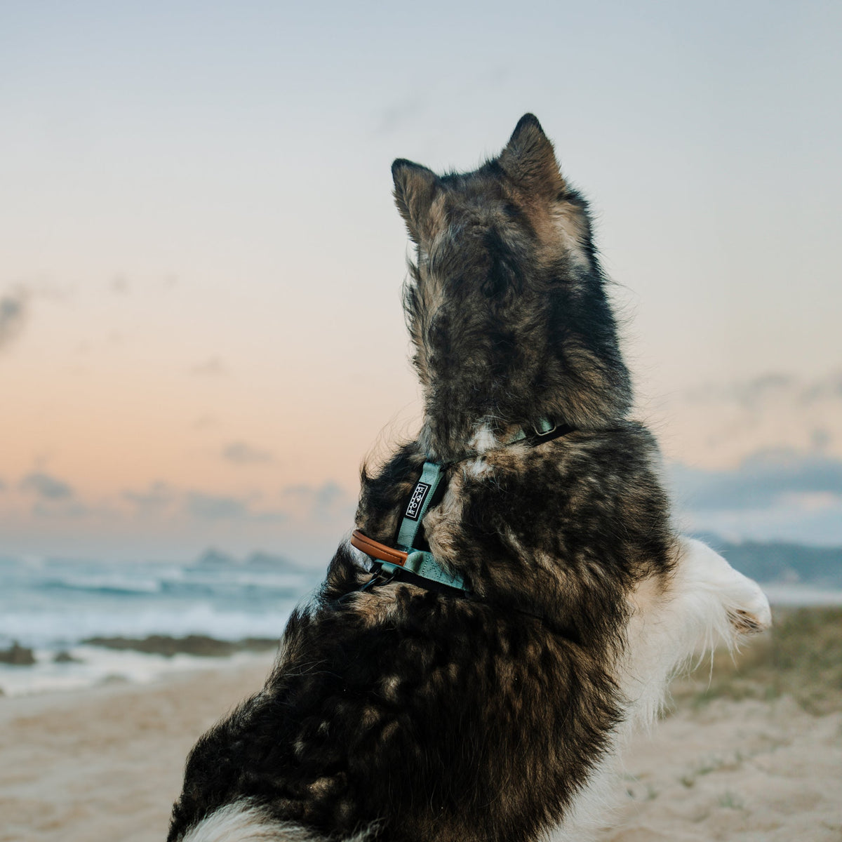 Pet Harness product image 24