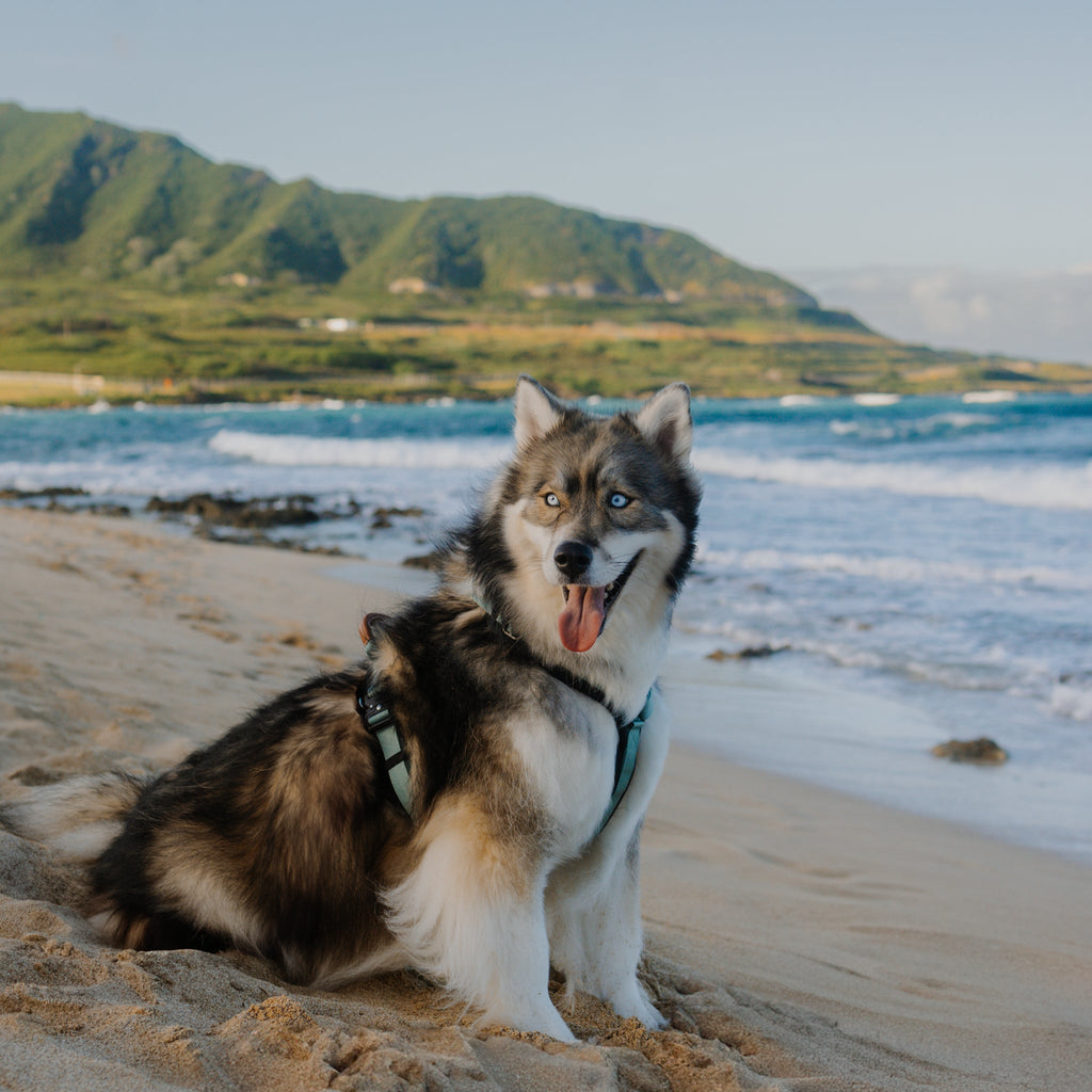 Pet Harness product image 26