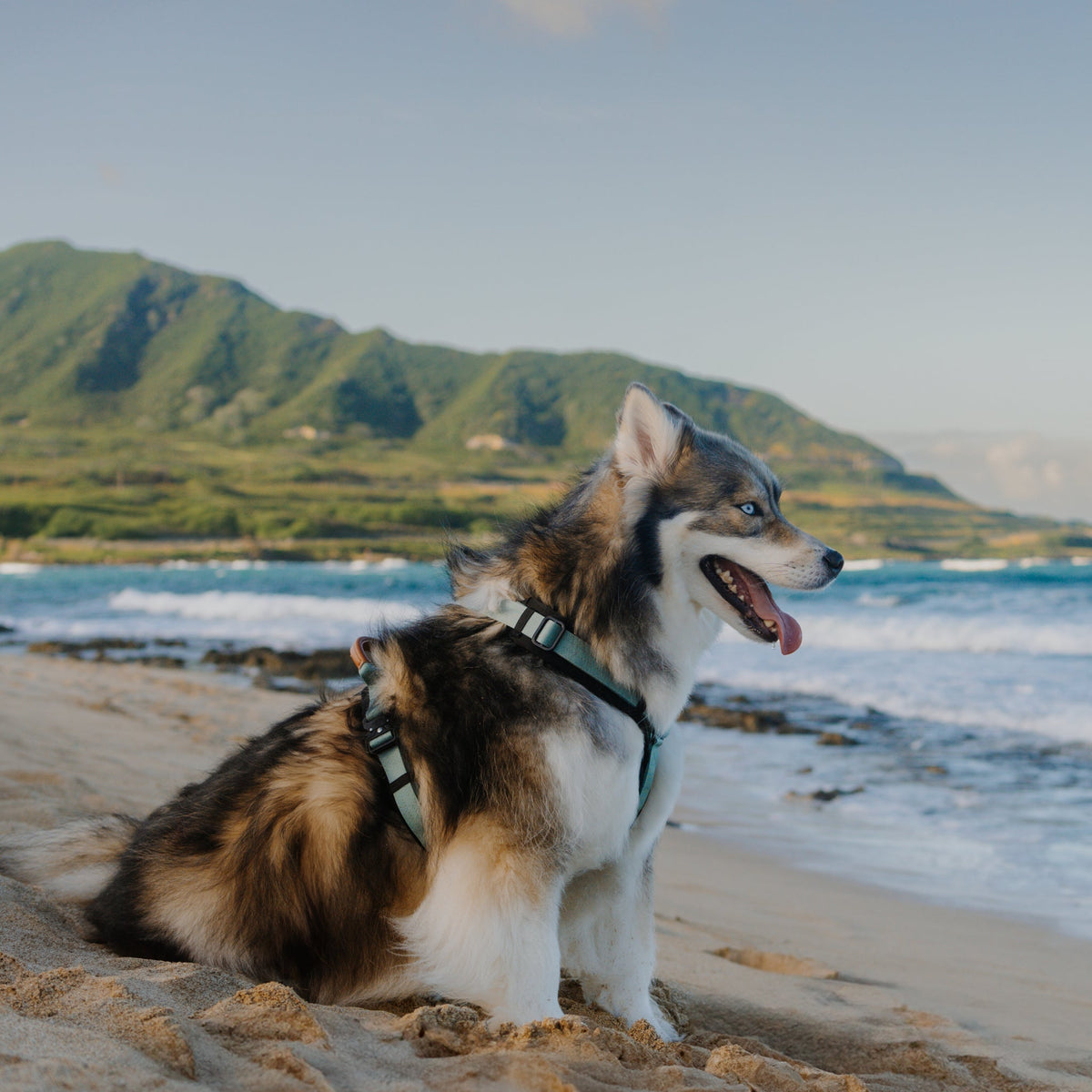 Pet Harness product image 27