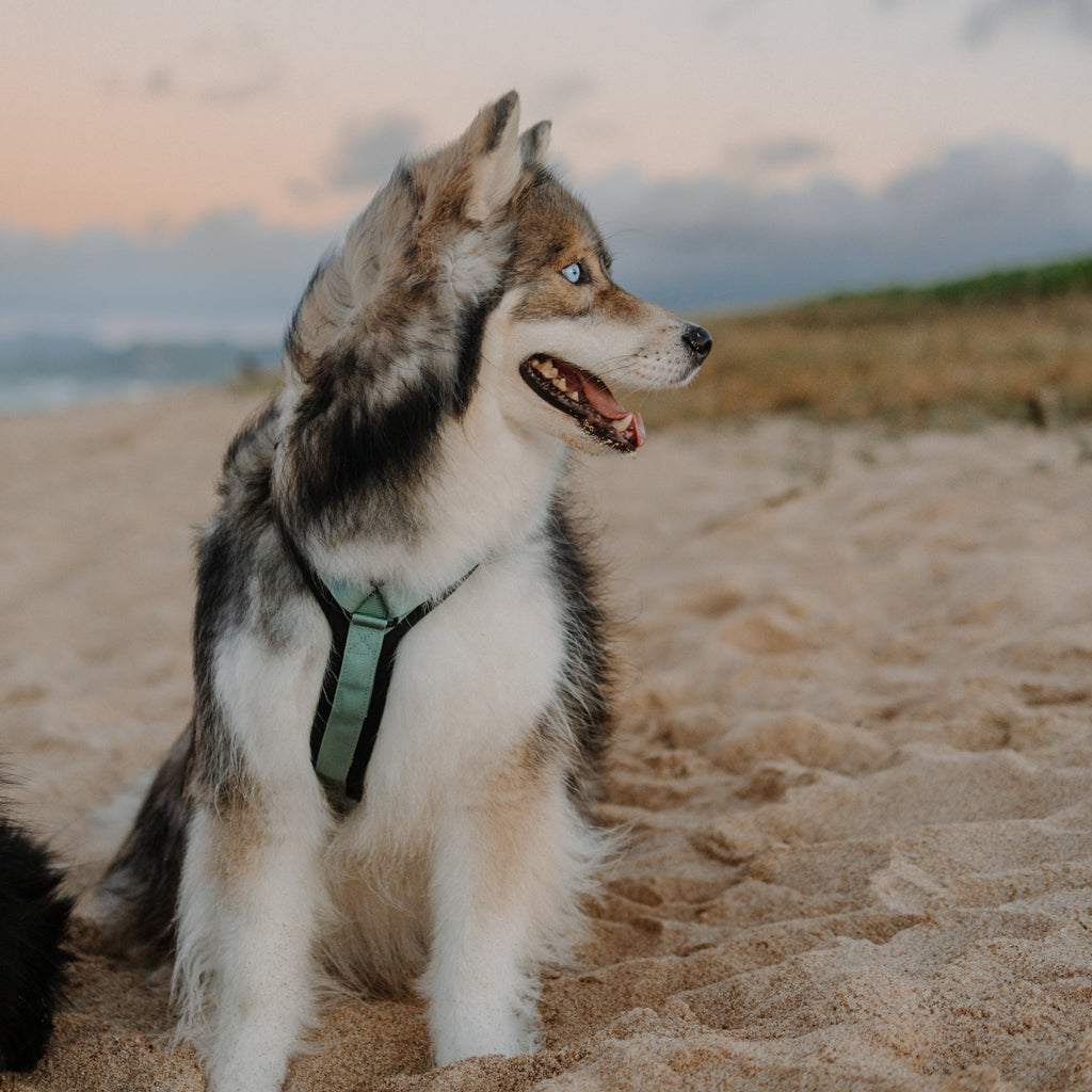 Pet Harness product image 28