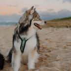 Pet Harness product image 28