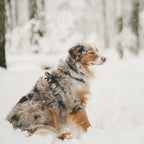 Pet Harness product image 29