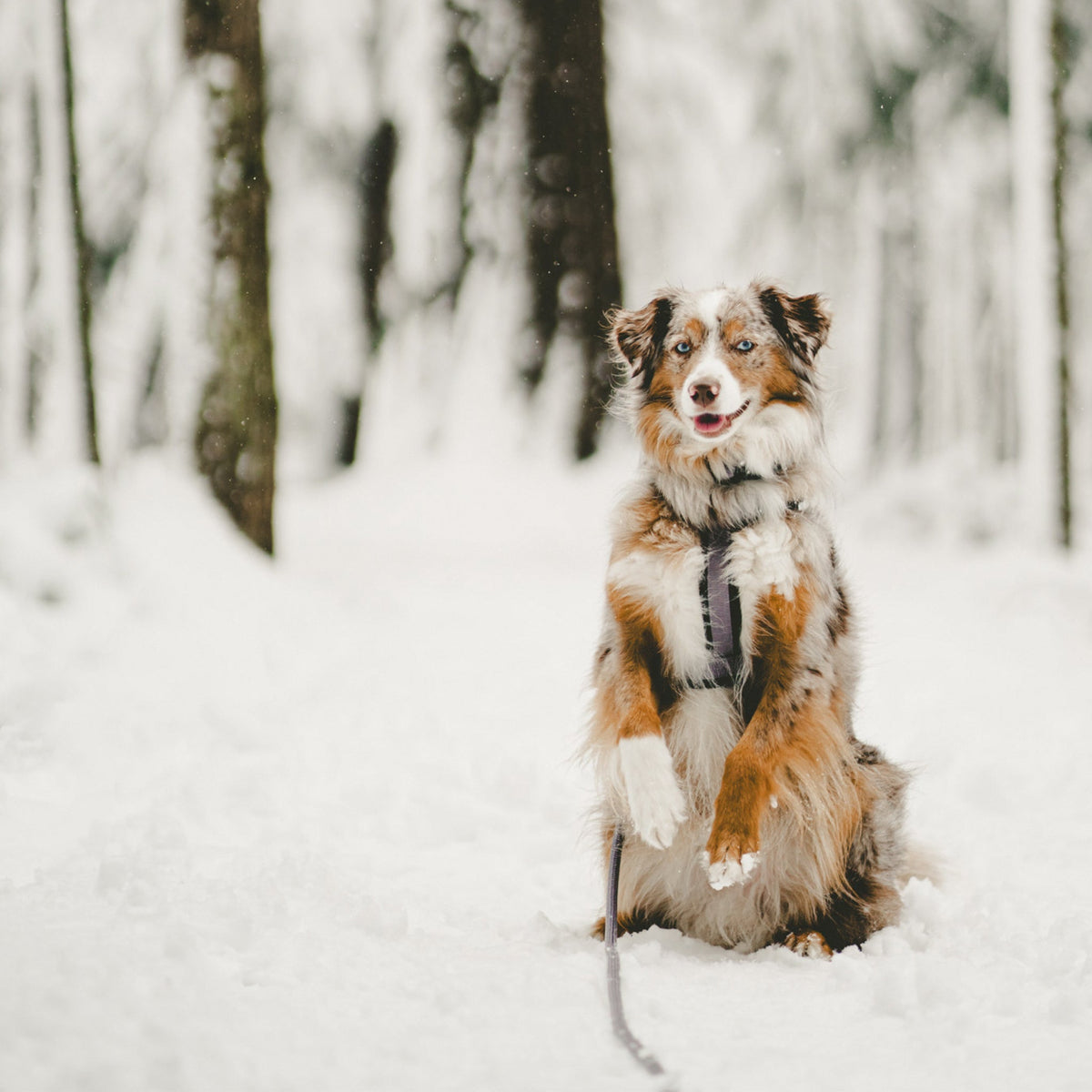 Pet Harness product image 30