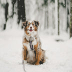 Pet Harness product image 31