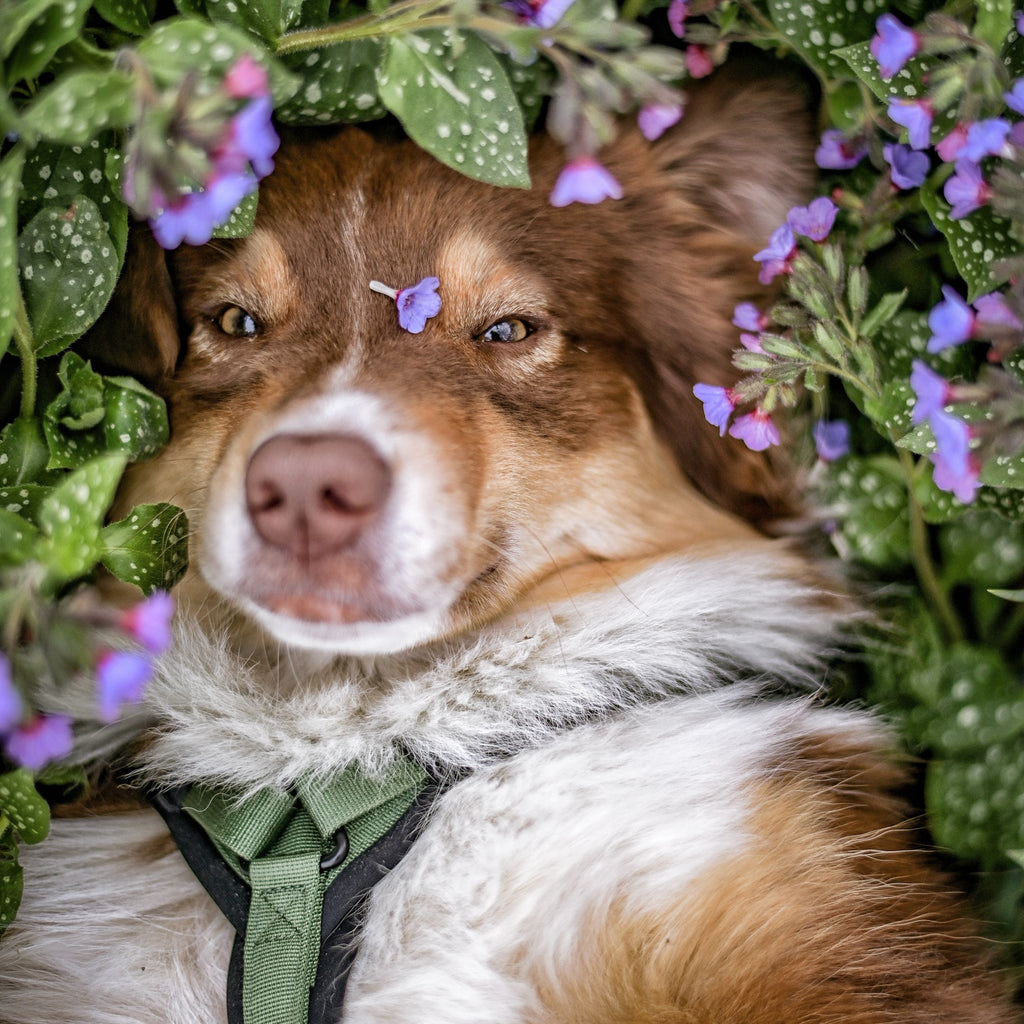 Pet Harness product image 33