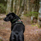 Pet Harness product image 34