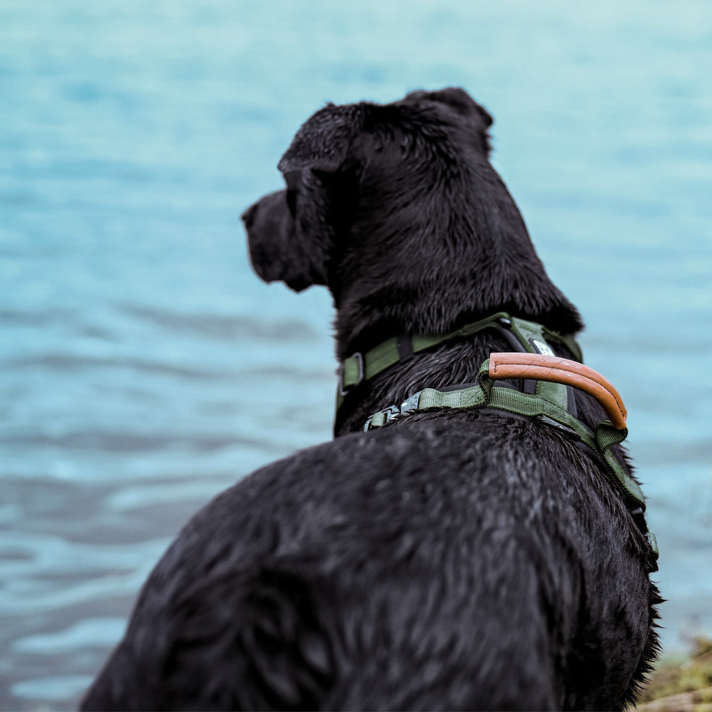 Pet Harness product image 35