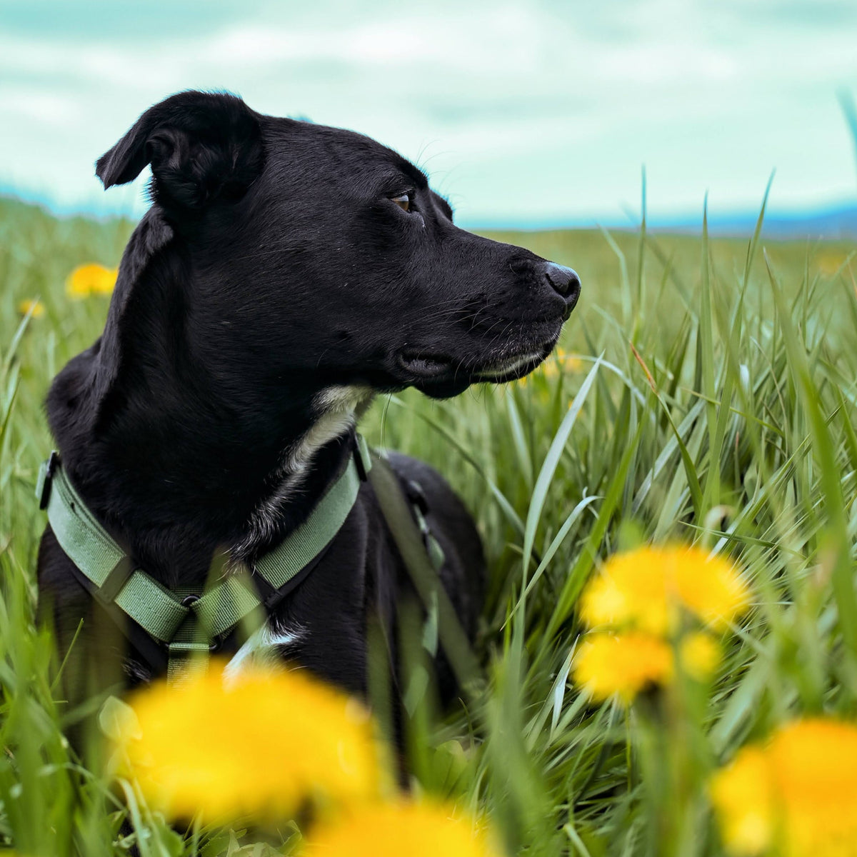 Pet Harness product image 36