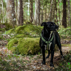 Pet Harness product image 37