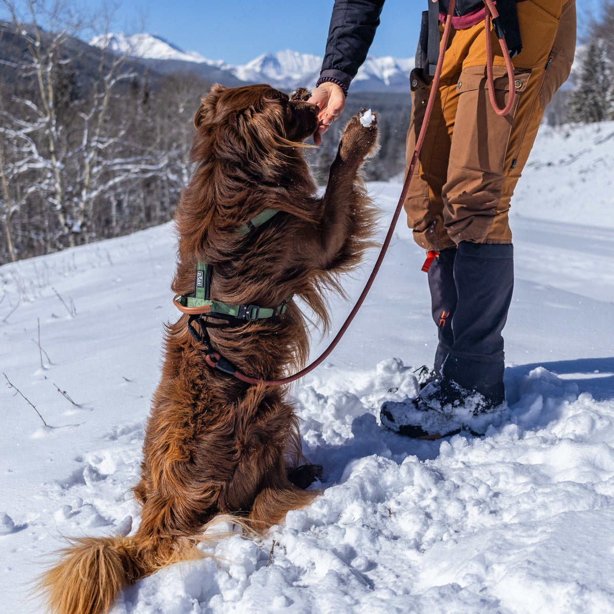 Pet Harness product image 39