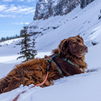 Pet Harness product image 40