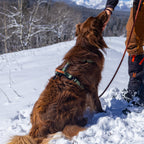 Pet Harness product image 41