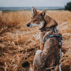 Pet Harness product image 43