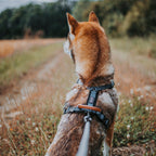 Pet Harness product image 44