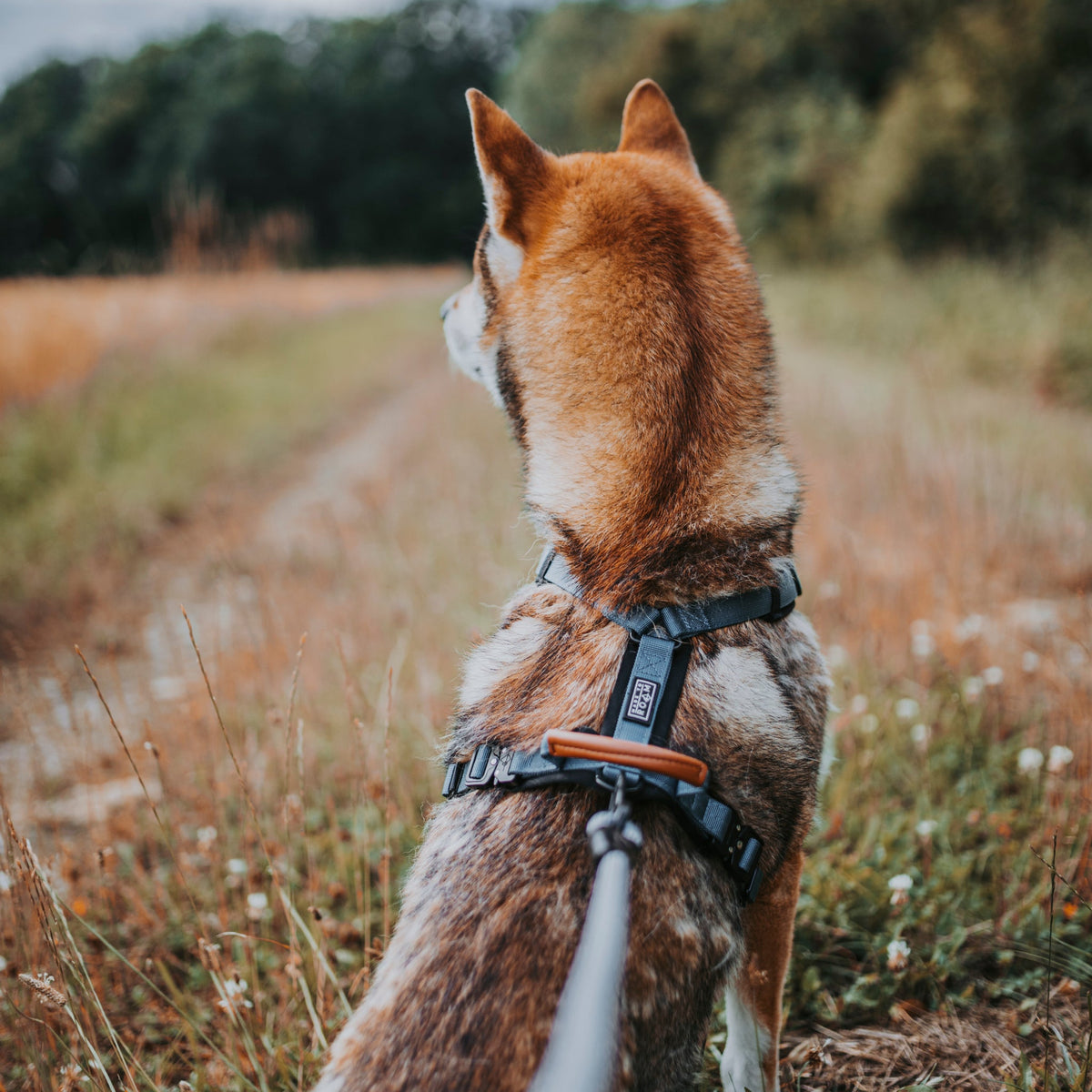 Pet Harness product image 44