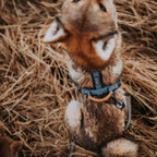 Pet Harness product image 45