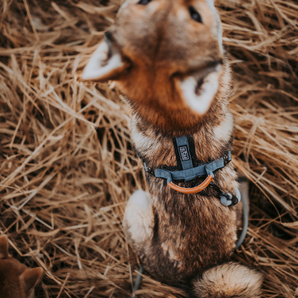 Pet Harness product image 45
