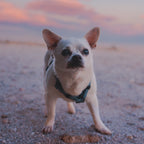 Pet Harness product image 46