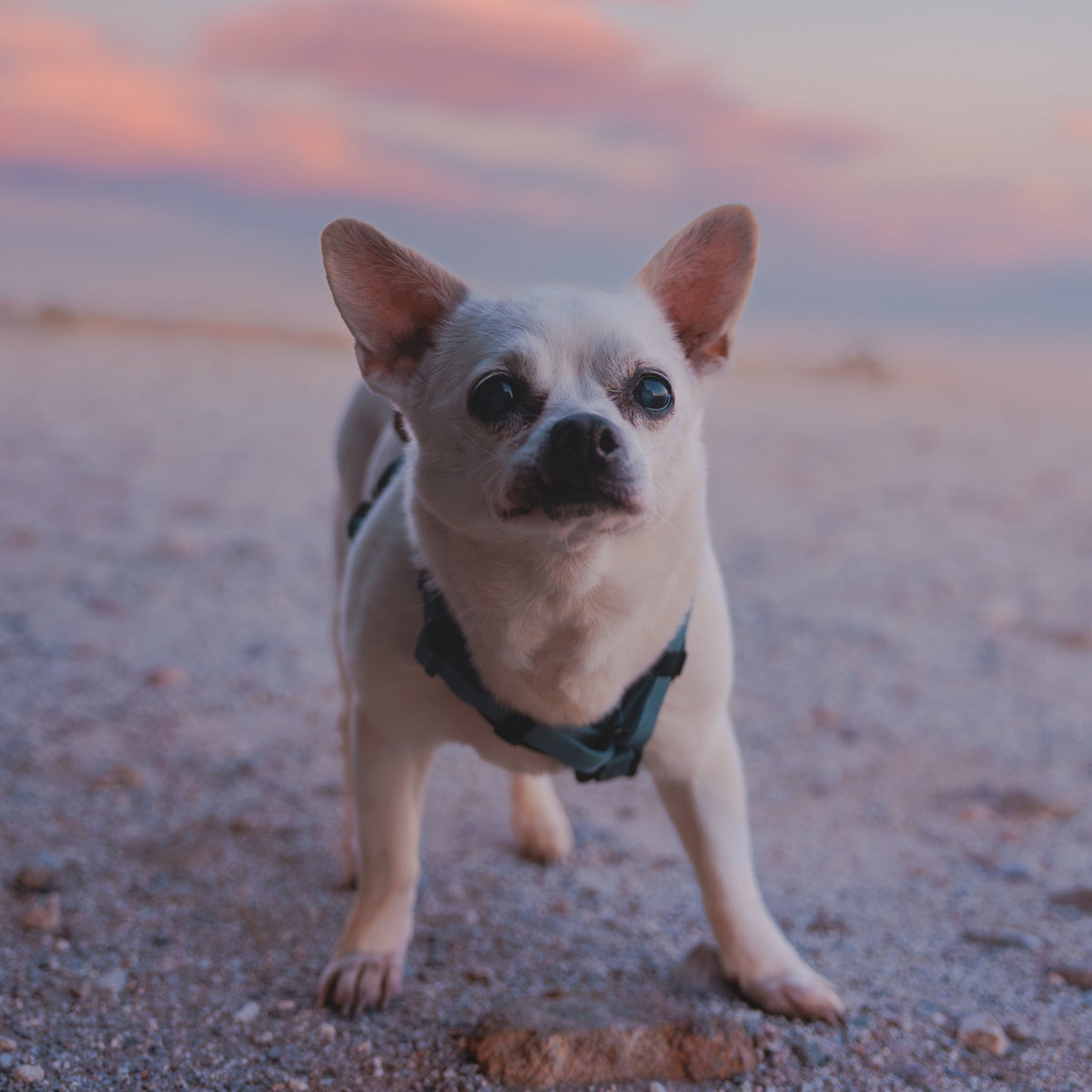 Pet Harness product image 46
