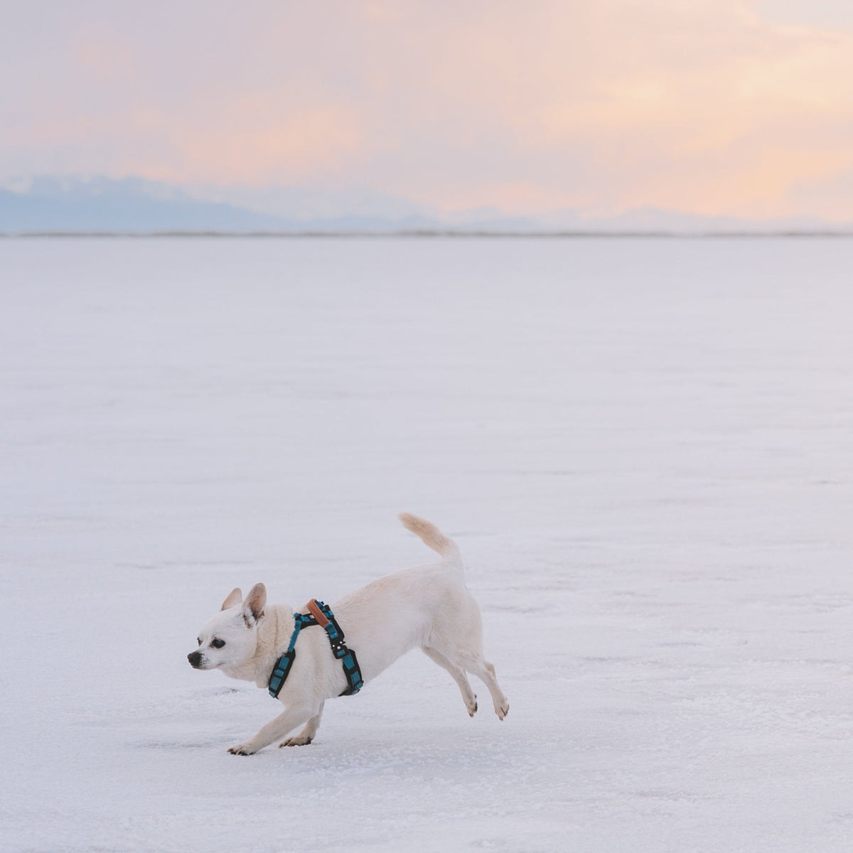 Pet Harness product image 47
