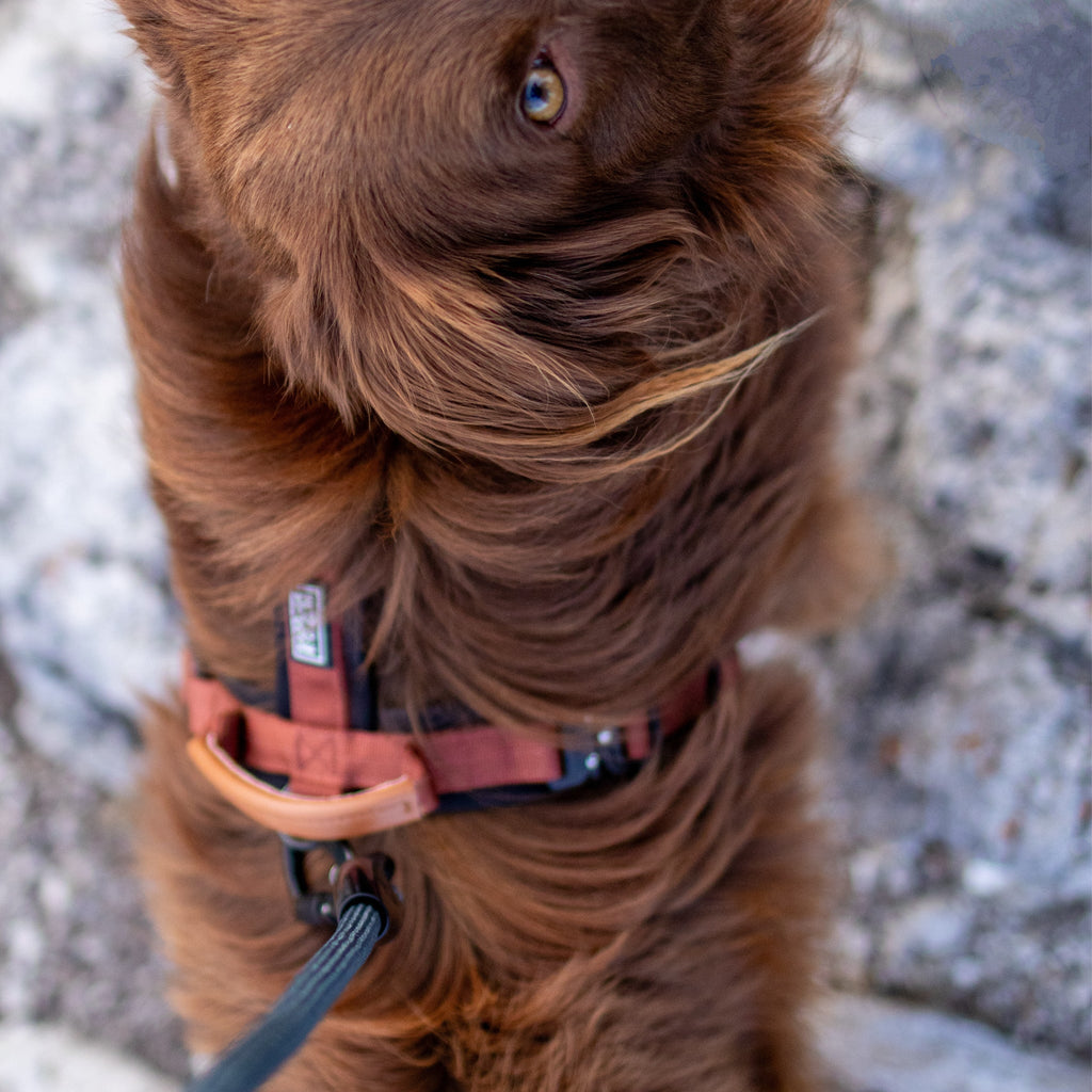 Pet Harness product image 50