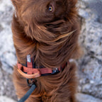 Pet Harness product image 50