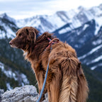 Pet Harness product image 51